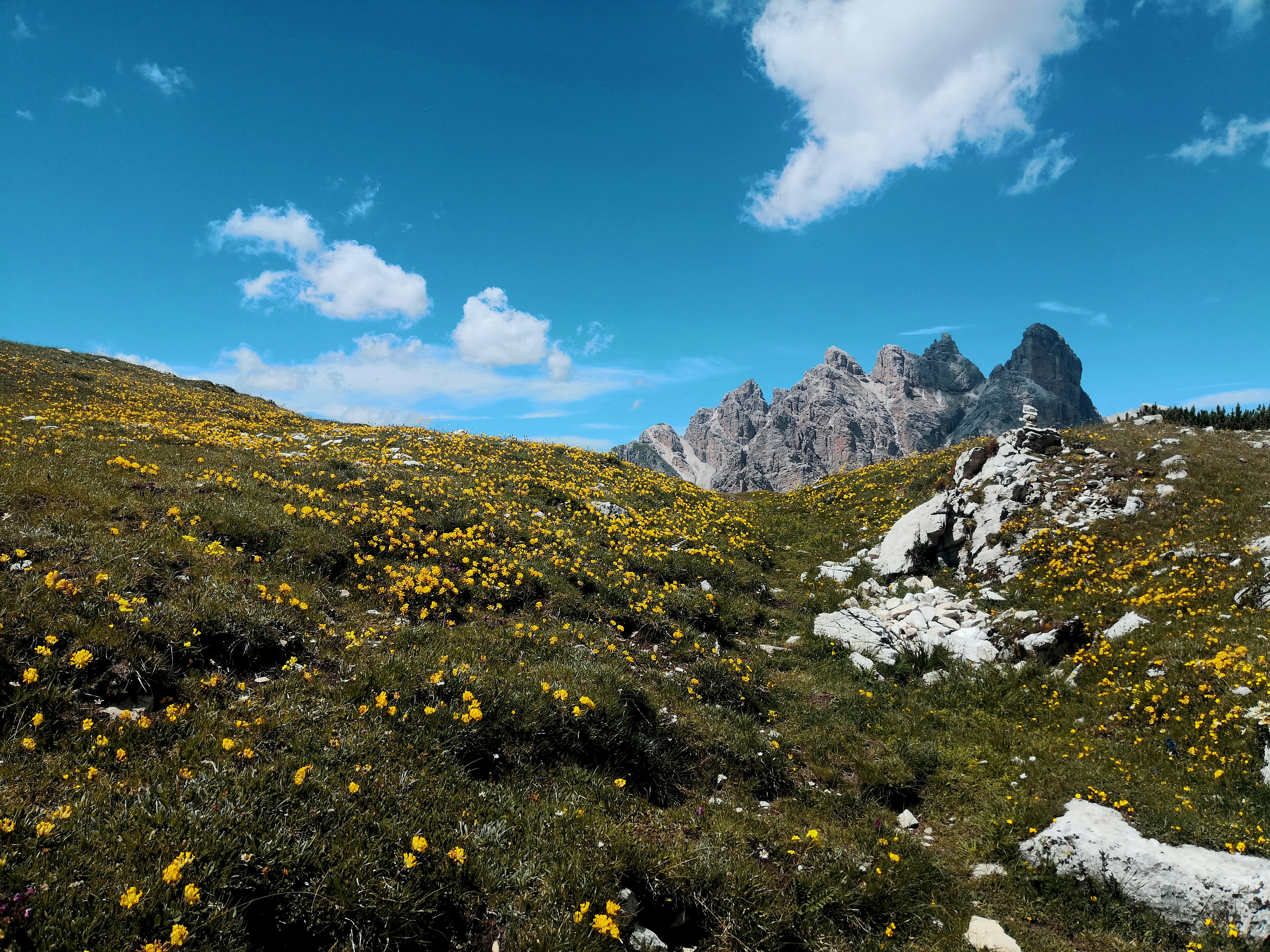 yellow flowers on green grass field near mountain under blue and white sunny cloudy sky during